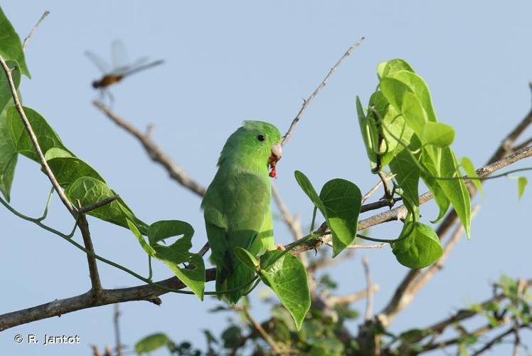 <i>Forpus passerinus</i> (Linnaeus, 1758) © R. Jantot