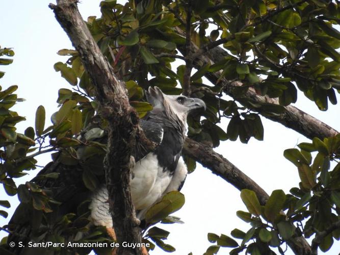 <i>Harpia harpyja</i> (Linnaeus, 1758) © S. Sant/Parc Amazonien de Guyane