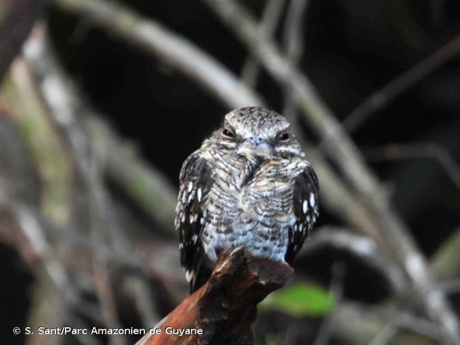 <i>Hydropsalis climacocerca</i> (Tschudi, 1844) © S. Sant/Parc Amazonien de Guyane