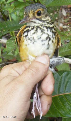 <i>Hylopezus macularius</i> (Temminck, 1823) © S. Uriot