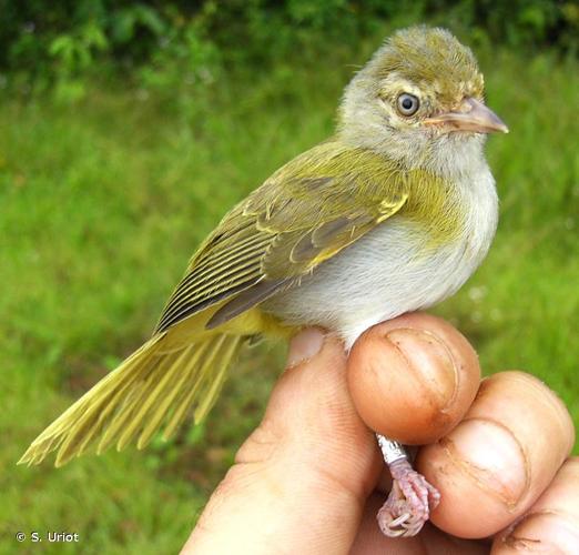 <i>Hylophilus semicinereus</i> Sclater & Salvin, 1867 © S. Uriot