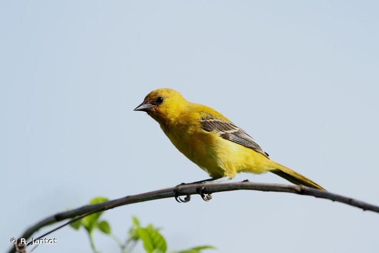 <i>Icterus nigrogularis</i> (Hahn, 1819) © R. Jantot