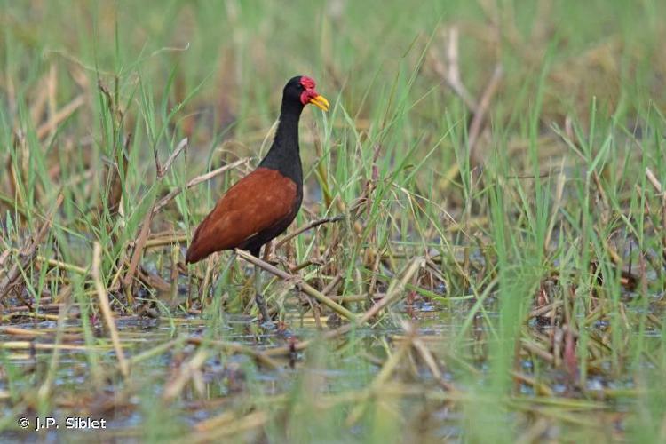 <i>Jacana jacana</i> (Linnaeus, 1766) © J.P. Siblet