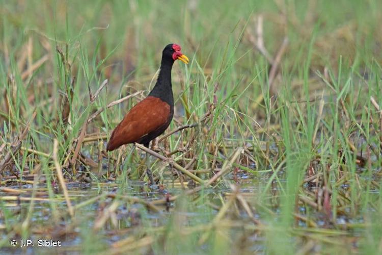 <i>Jacana jacana</i> (Linnaeus, 1766) © J.P. Siblet