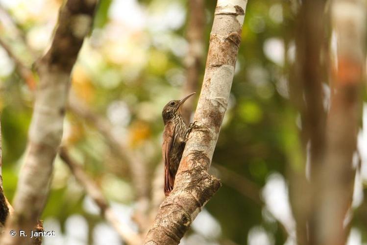 <i>Lepidocolaptes albolineatus</i> (Lafresnaye, 1846) © R. Jantot