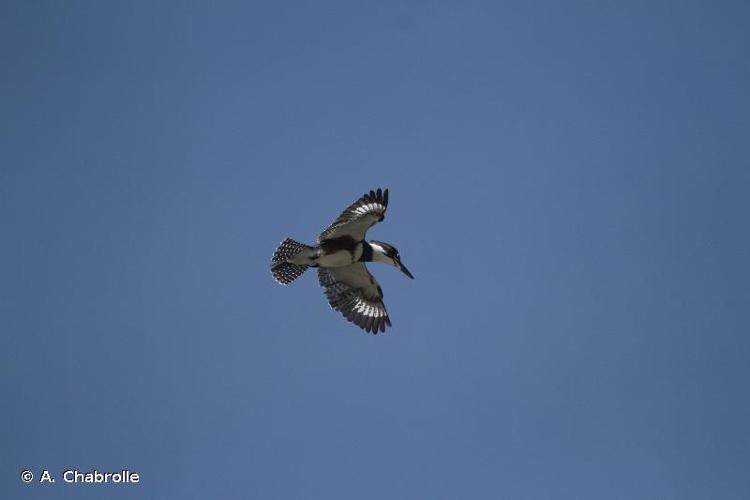 <i>Megaceryle alcyon</i> (Linnaeus, 1758) © A. Chabrolle