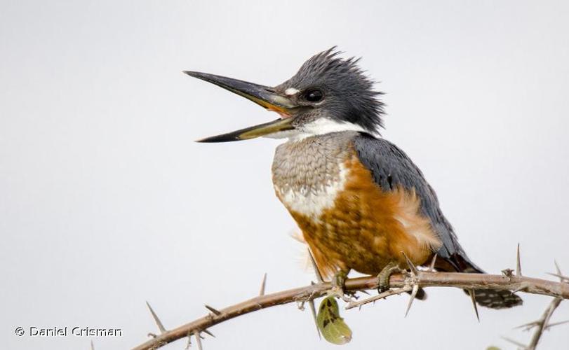 <i>Megaceryle torquata</i> (Linnaeus, 1766) © Daniel Crisman