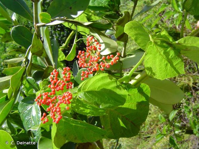 <i>Cissus erosa</i> Rich., 1792 © C. Delnatte