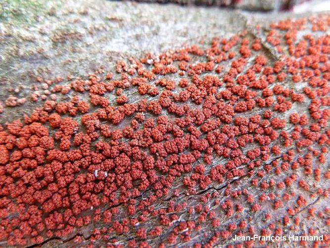 <i>Nectria cinnabarina</i> (Tode) Fr., 1849 © JF. Harmand