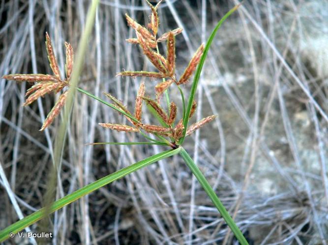 <i>Cyperus rotundus</i> L., 1753 © V. Boullet