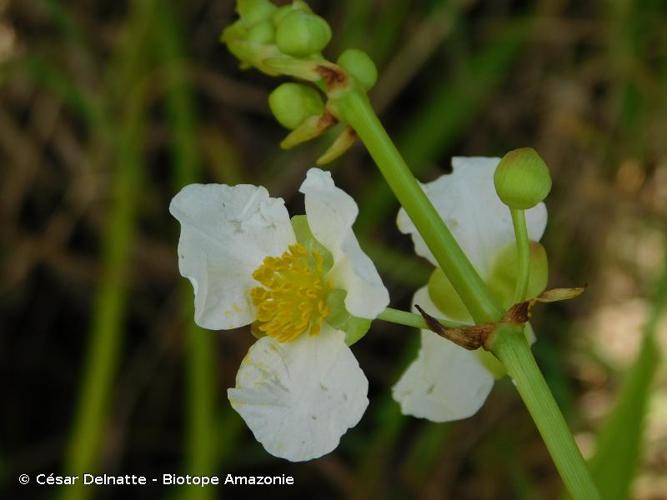 <i>Sagittaria lancifolia</i> L., 1759 © César Delnatte - Biotope Amazonie