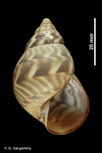 <i>Orthalicus pulchellus</i> (Spix, 1827) © O. Gargominy