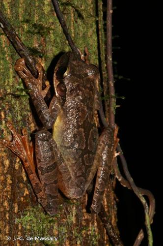 <i>Osteocephalus leprieurii</i> (Duméril & Bibron, 1841) © J.-C. de Massary