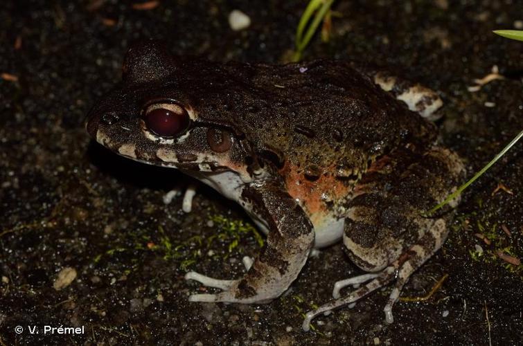 <i>Leptodactylus myersi</i> Heyer, 1995 © V. Prémel