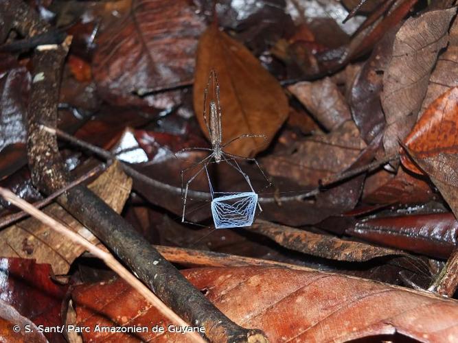 <i>Deinopis guianensis</i> Taczanowski, 1874 © S. Sant/ Parc Amazonien de Guyane