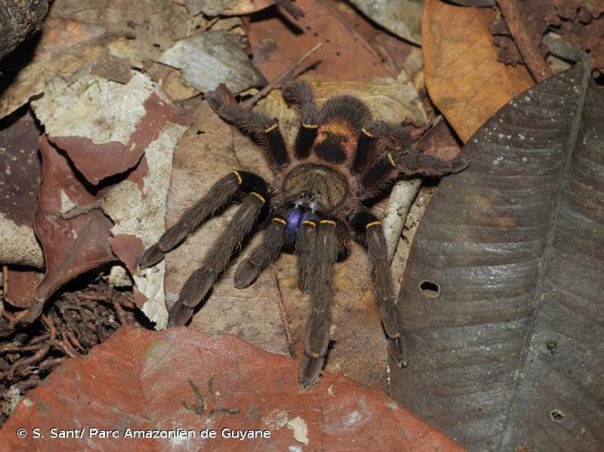 <i>Ephebopus cyanognathus</i> West & Marshall, 2000 © S. Sant/ Parc Amazonien de Guyane