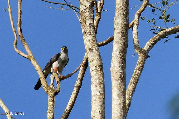 <i>Accipiter bicolor</i> (Vieillot, 1817) © S. Uriot