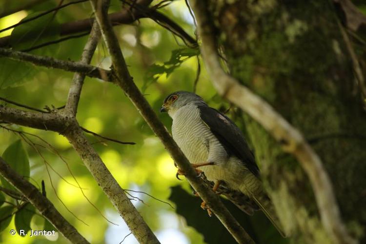 <i>Accipiter superciliosus</i> (Linnaeus, 1766) © R. Jantot