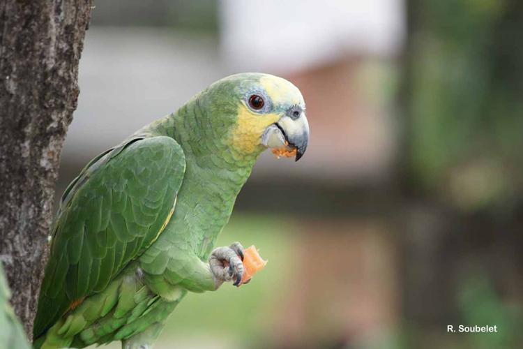 <i>Amazona amazonica</i> (Linnaeus, 1766) © R. Soubelet