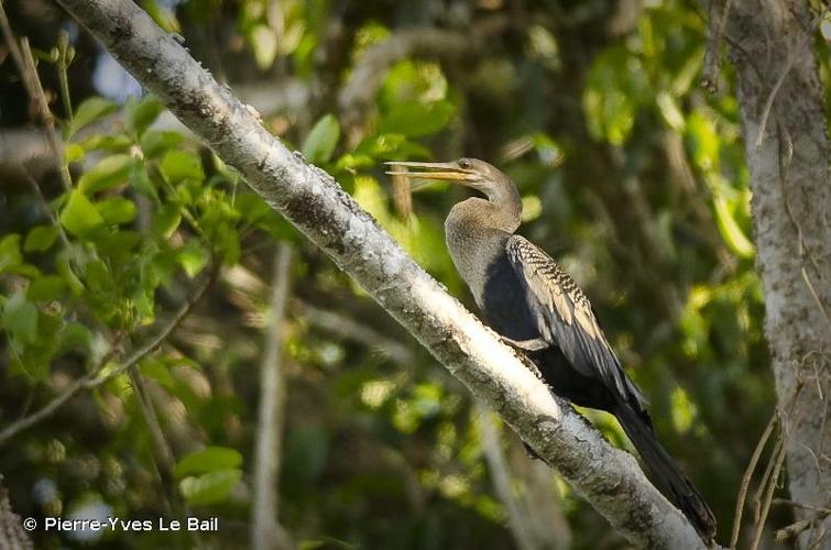 <i>Anhinga anhinga</i> (Linnaeus, 1766) © Pierre-Yves Le Bail