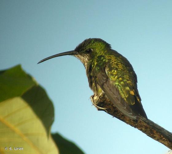 <i>Anthracothorax viridigula</i> (Boddaert, 1782) © S. Uriot