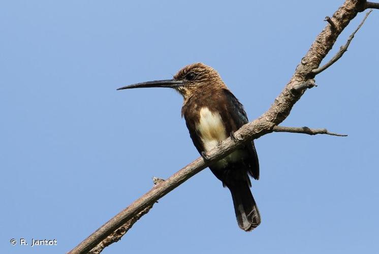 <i>Brachygalba lugubris</i> (Swainson, 1838) © R. Jantot