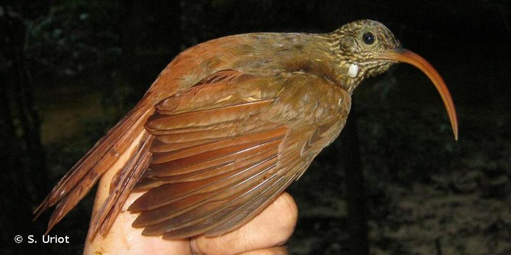 <i>Campylorhamphus procurvoides</i> (Lafresnaye, 1850) © S. Uriot
