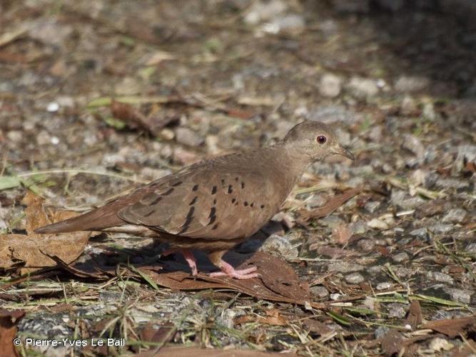 <i>Columbina talpacoti</i> (Temminck, 1810) © Pierre-Yves Le Bail