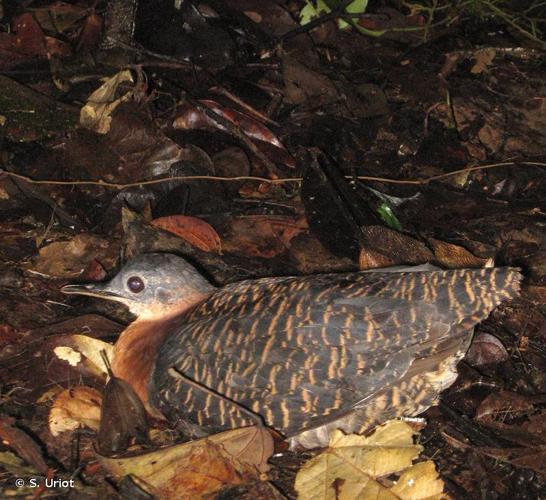 <i>Crypturellus variegatus</i> (Gmelin, 1789) © S. Uriot