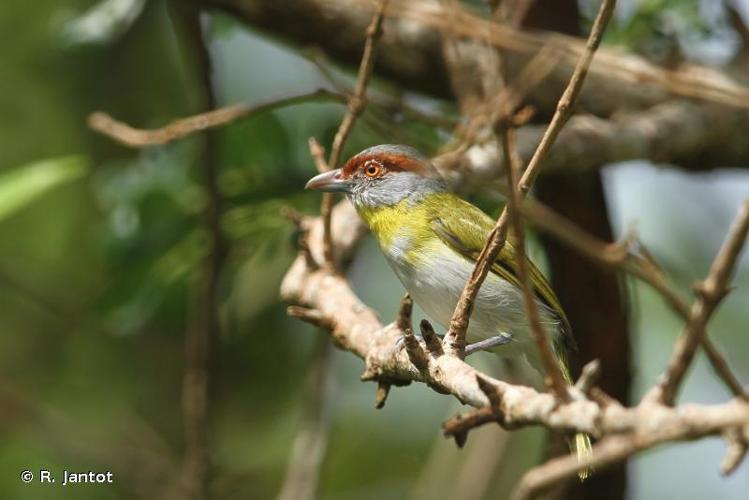 <i>Cyclarhis gujanensis</i> (Gmelin, 1789) © R. Jantot