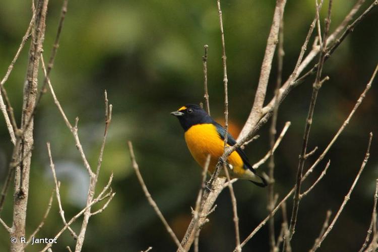 <i>Euphonia minuta</i> Cabanis, 1849 © R. Jantot