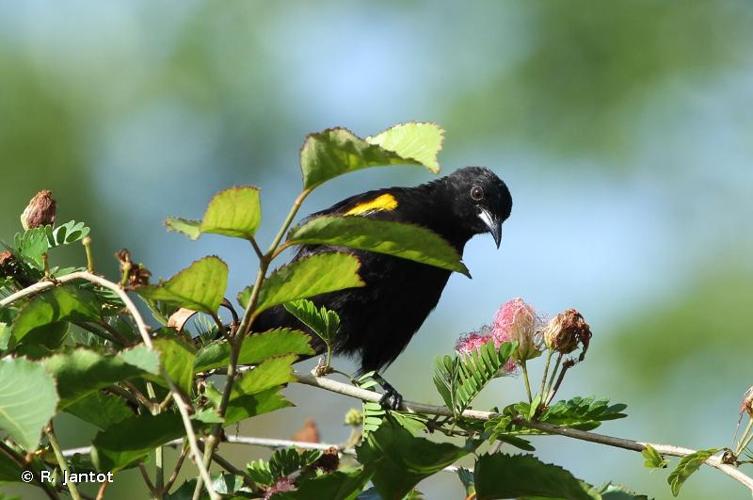 <i>Icterus cayanensis</i> (Linnaeus, 1766) © R. Jantot