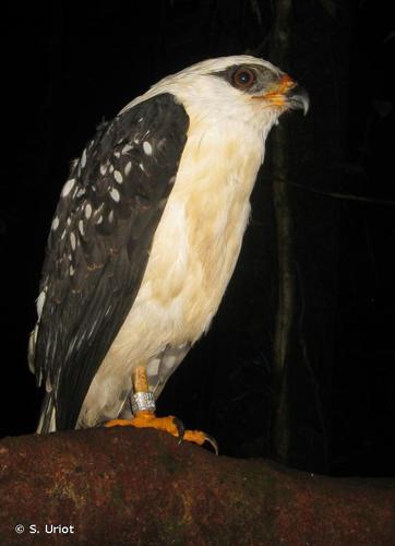 <i>Leucopternis melanops</i> (Latham, 1790) © S. Uriot