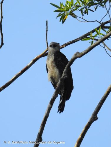 <i>Morphnus guianensis</i> (Daudin, 1800) © S. Sant/Parc Amazonien de Guyane