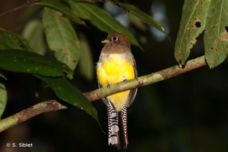 <i>Trogon rufus</i> Gmelin, 1788 © S. Siblet