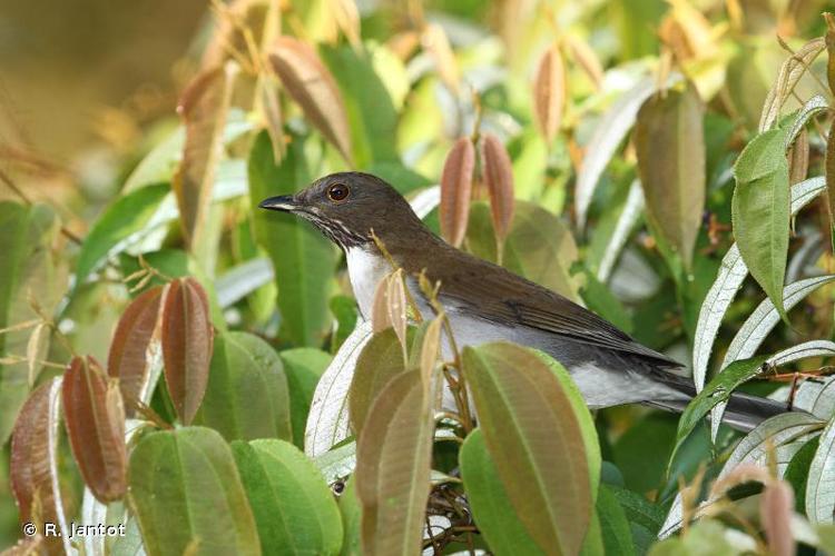 <i>Turdus albicollis</i> Vieillot, 1818 © R. Jantot