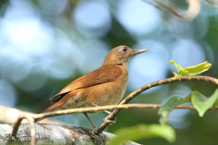 <i>Turdus fumigatus</i> Lichtenstein, 1823 © R. Jantot