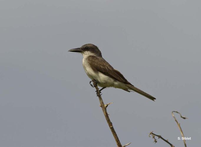 <i>Tyrannus dominicensis</i> Gmelin, 1788 © S. Siblet