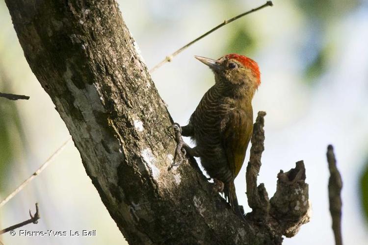 <i>Veniliornis passerinus</i> (Linnaeus, 1766) © Pierre-Yves Le Bail