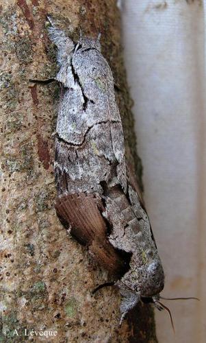 <i>Iscadia furcifera</i> (Walker, 1865) © A. Lévêque (Entomo Fauna)