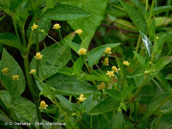 <i>Acmella uliginosa</i> (Sw.) Cass., 1822 © C. Delnatte - DEAL Martinique