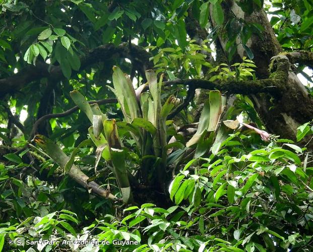 <i>Aechmea nudicaulis</i> (L.) Griseb., 1864 © S. Sant/Parc Amazonien de Guyane