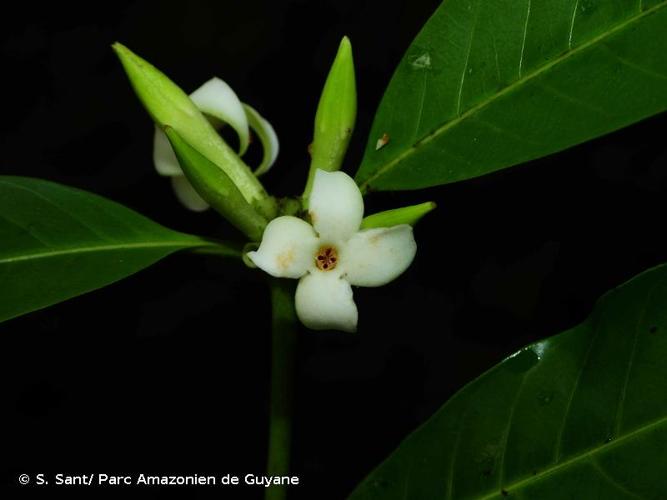 <i>Alibertia edulis</i> (Rich.) A.Rich., 1830 © S. Sant/ Parc Amazonien de Guyane