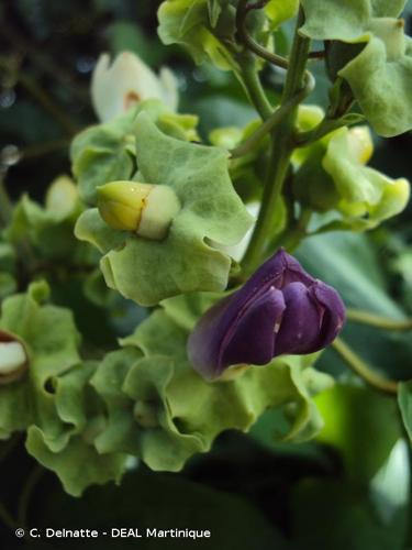 <i>Amphilophium paniculatum</i> (L.) Kunth, 1819 © C. Delnatte - DEAL Martinique