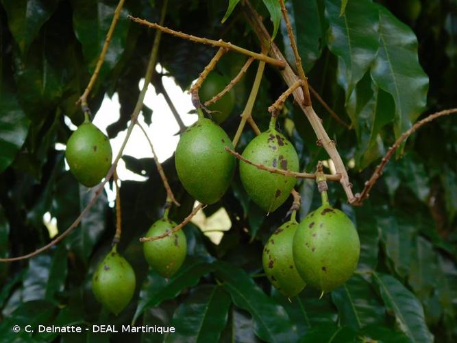 <i>Andira inermis</i> (W.Wright) Kunth ex DC., 1825 © C. Delnatte - DEAL Martinique