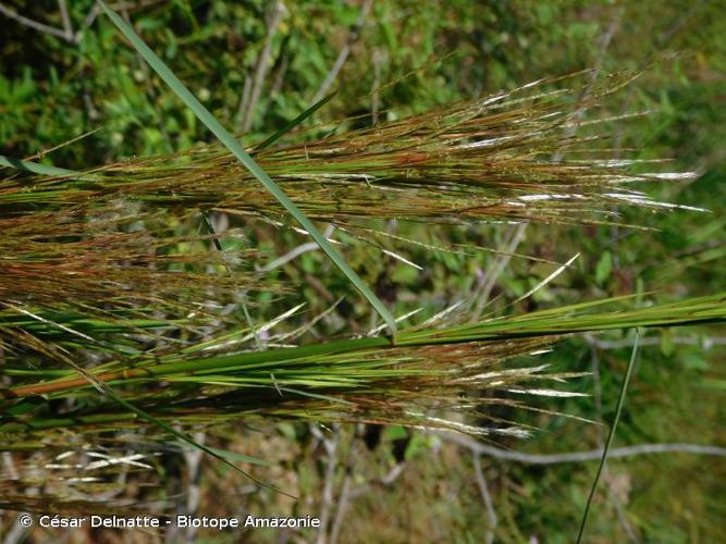 <i>Andropogon bicornis</i> L., 1753 © César Delnatte - Biotope Amazonie