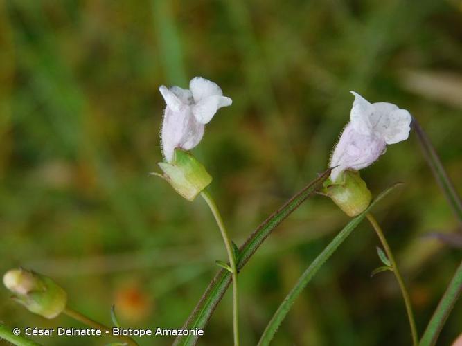 <i>Anisantherina hispidula</i> (Mart.) Pennell, 1920 © César Delnatte - Biotope Amazonie