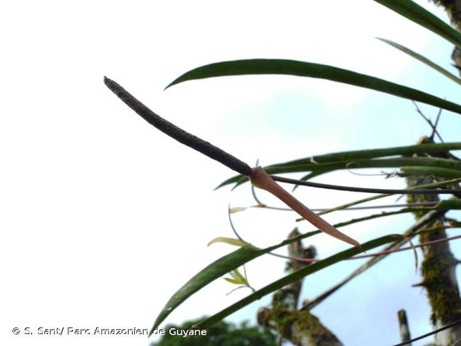 <i>Anthurium gracile</i> (Rudge) Schott, 1829 © S. Sant/ Parc Amazonien de Guyane