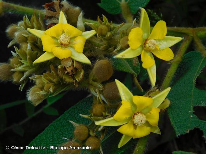 <i>Apeiba tibourbou</i> Aubl., 1775 © César Delnatte - Biotope Amazonie