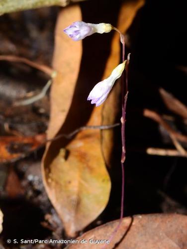 <i>Apteria aphylla</i> (Nutt.) Barnhart ex Small, 1903 © S. Sant/Parc Amazonien de Guyane